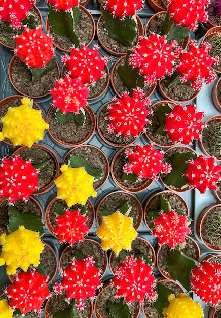 写真 テーブルの上の植物の皿に美しいカラフルなカクティのポット