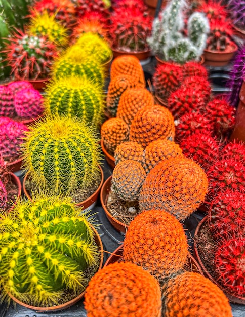 Pots with beautiful colorful cacti in plant tray on table