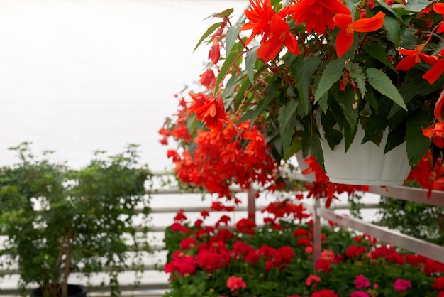 Pots with beautiful red flowers in modern greenhouse