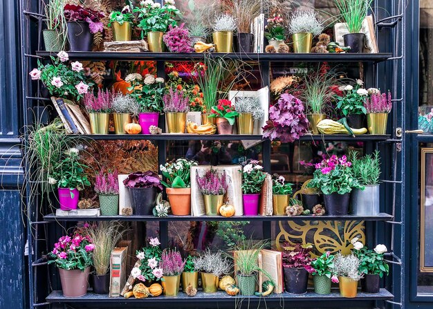 Photo pots with flowers on the shelf of flower shop on the street in paris