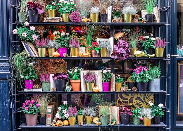 Pots with flowers on the shelf of flower shop on the street in paris