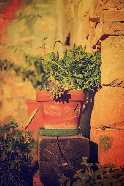 Pots with flowers