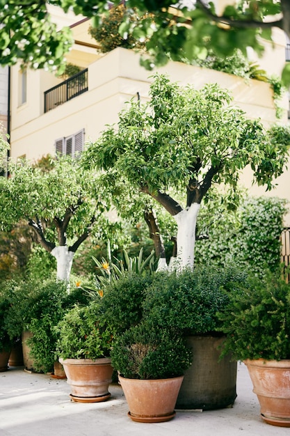 Pots with green bushes stand around a tub with a tree near the building