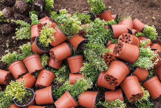 Pots with plants prepared for planting to ground