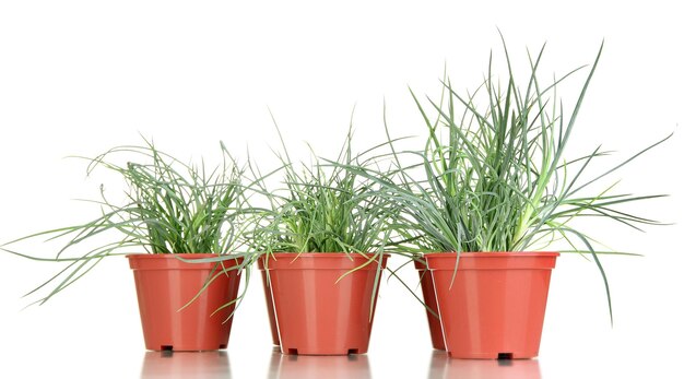 Pots with seedling isolated on white