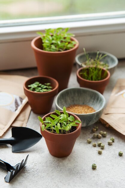 Pots with seedlings and seeds on the table