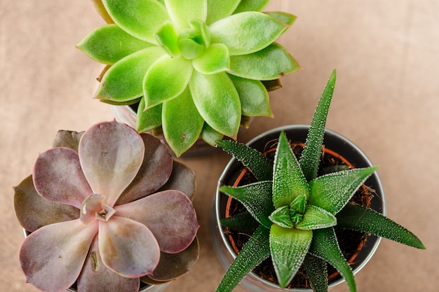 Pots with succulents of echeveria, haworthia