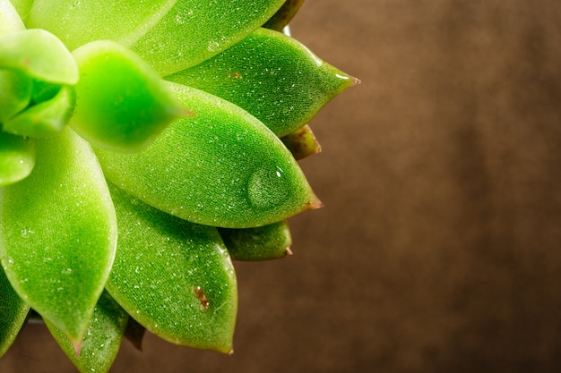 Pentole con piante grasse di echeveria