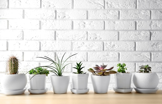 Pots with succulents on table against brick wall 