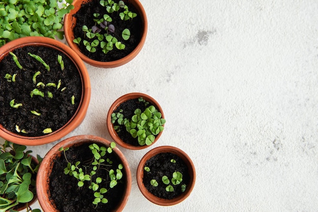 Pots with various vegetables seedlings