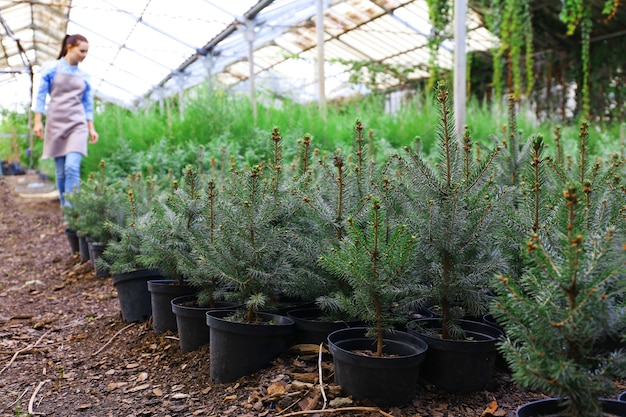 Pots with young fir tree plants in greenhouse