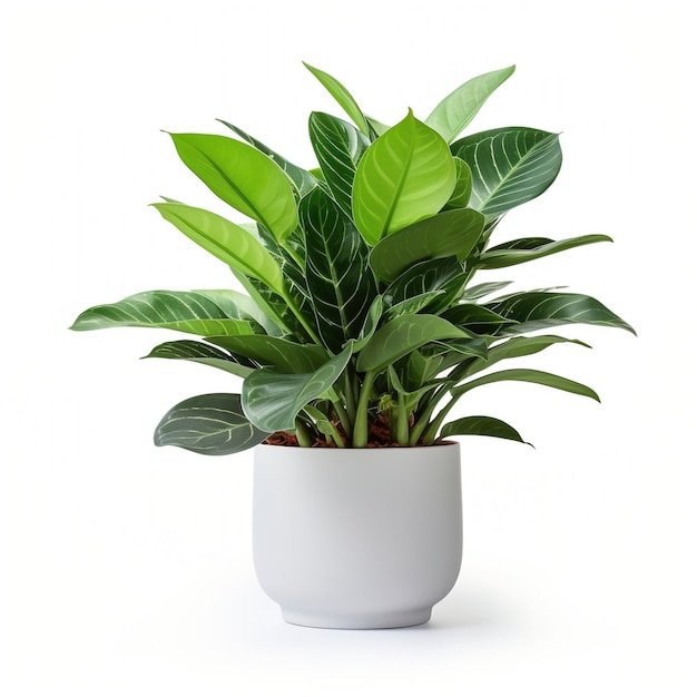 A potted Aglaonema plant with green leaves and white veins