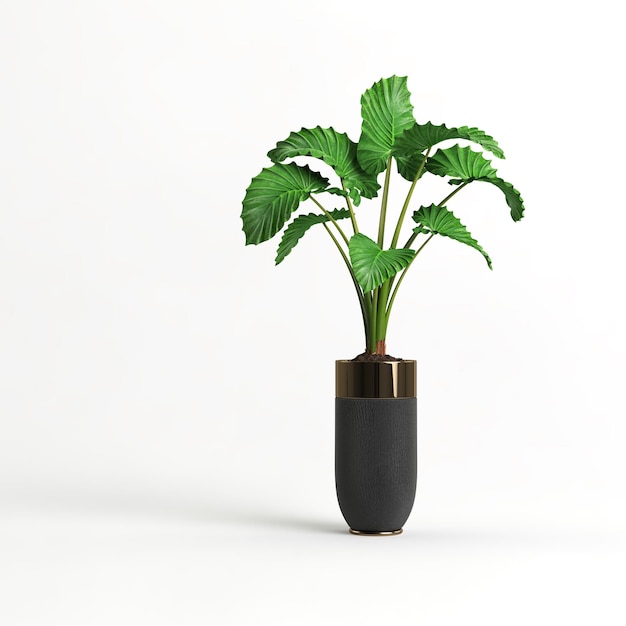 Potted alocasia isolated on white background