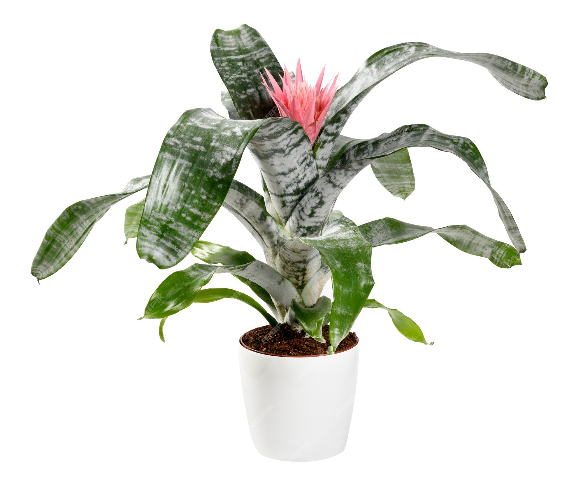 Premium Photo | Potted bromelia aechmea primera plant in a container  isolated on white