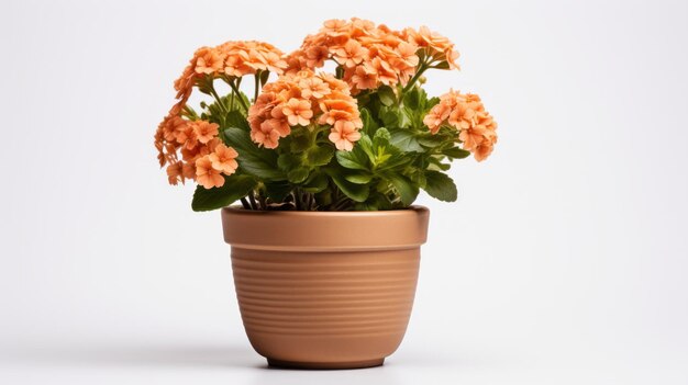 Photo potted cachepot flowers on a white background