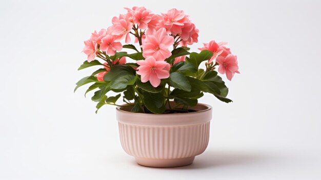 Photo potted cachepot flowers on a white background