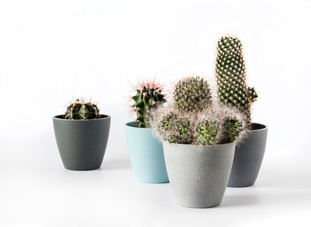 Potted cacti isolated on white background