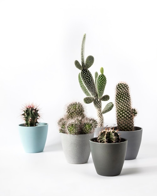 Potted cacti isolated on white background