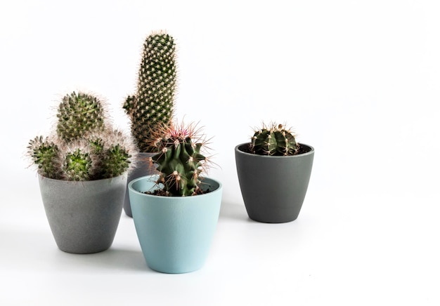 Potted cacti isolated on white background