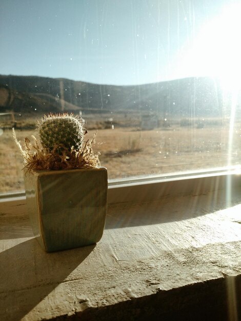 Potted cactus by glass window