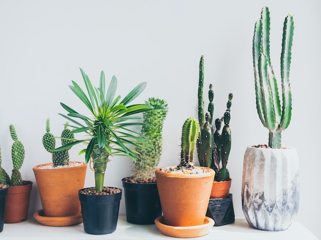 Potted cactus house plants