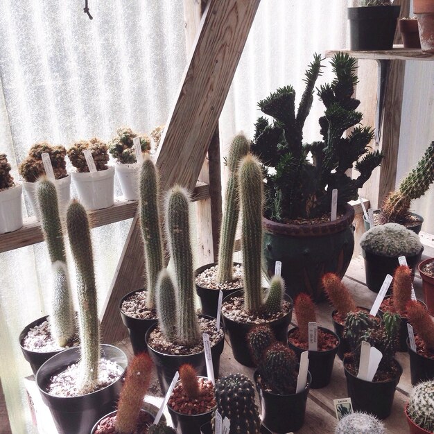 Foto piante di cactus in vaso nel vivaio