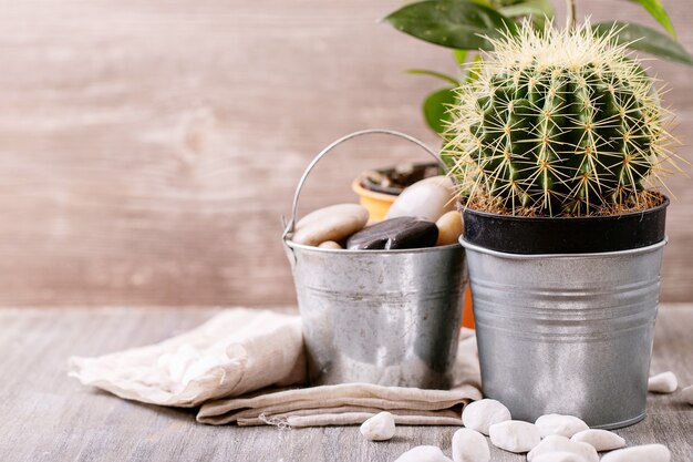 Foto cactus conservato in vaso con rocce bianche decorative sopra una priorità bassa bianca