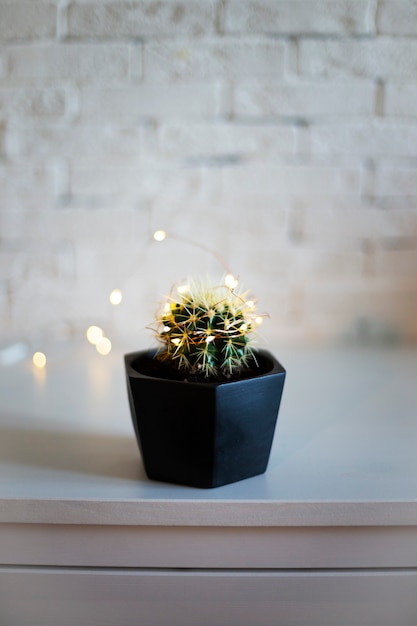 Potted cactus with festive garland on white background vertical photo with soft focus christmas tree