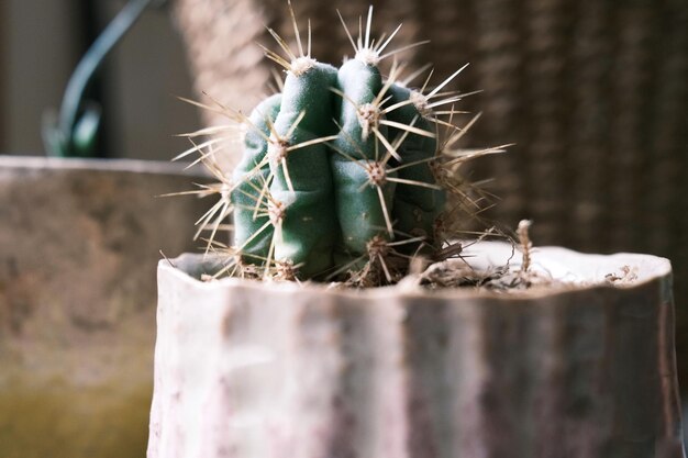 Photo potted cactus