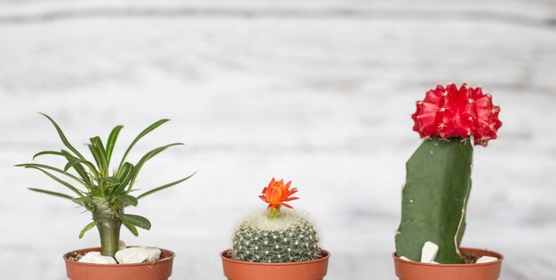 Photo potted cactuses against wall