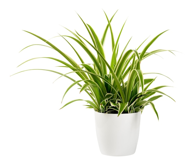 Горшечное растение Chlorophytum laxum, изолированное на белом