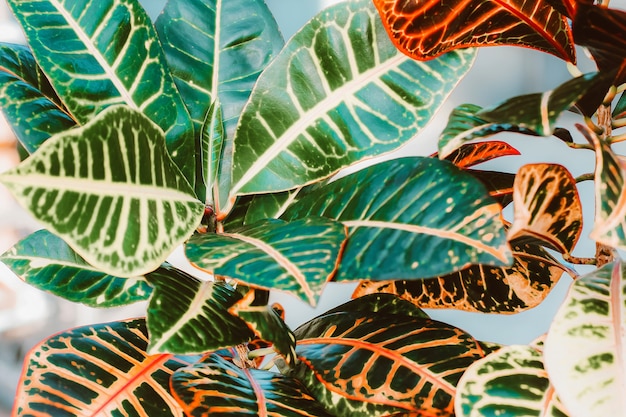 Foto un fiore croton in vaso. il concetto di bellissime piante da interno come regalo, hobby, stile di vita