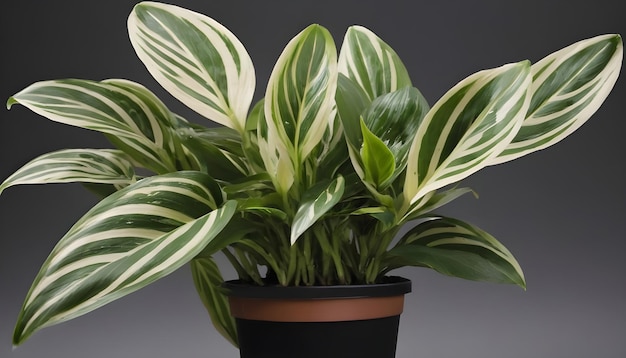 Potted Ctenanthe plant
