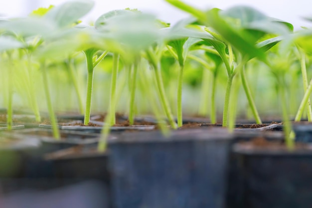 鉢植えのキュウリ キュウリの新芽 緑の葉 新生活