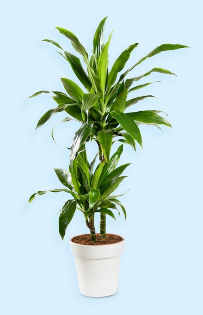 연한 파란색 배경에 화분에 심은 Dracaena Janet Craig