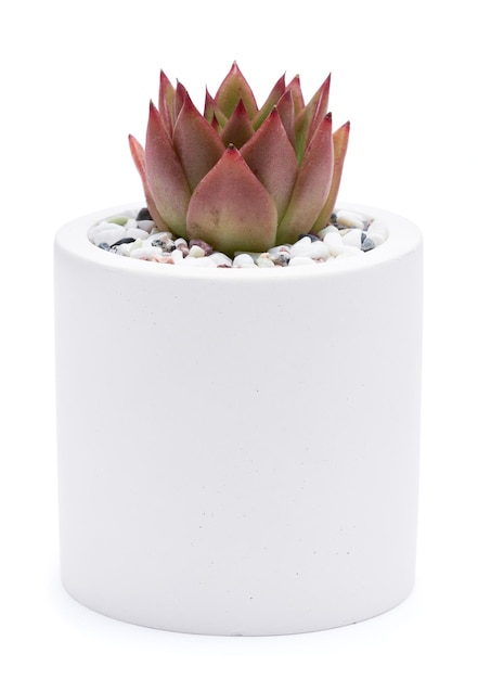 Potted echeveria succulent plant isolated on white background