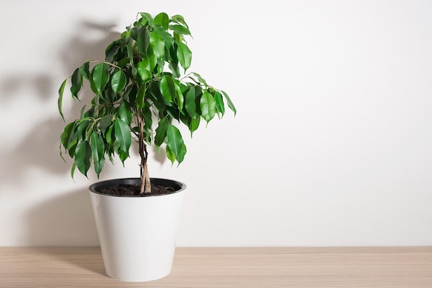 흰 벽에 테이블에 화분에 심은 Ficus 관엽 식물