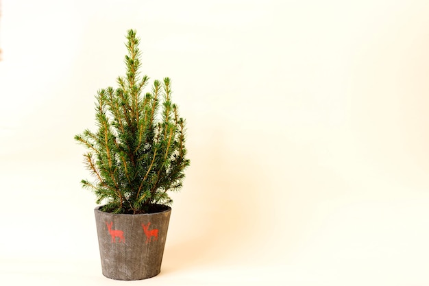 ベージュの背景に大きな鍋に装飾のない鉢植えのモミの木のクリスマスツリー