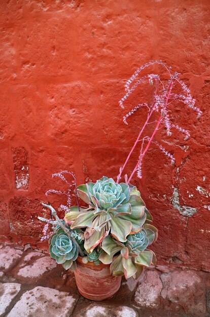 Цветущая в горшке эхеверия элеганс или мексиканская роза на фоне исторического здания в Перу