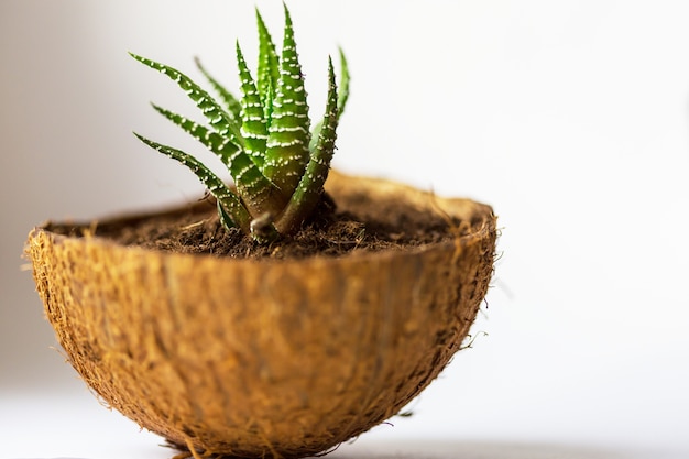 Potted flowers on the windowsill in a coconut pot. Adorable home creative design.