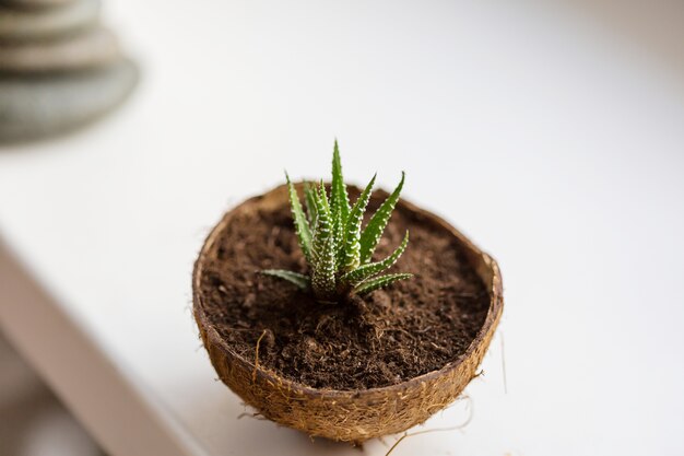 Potted flowers on the windowsill in a coconut pot. Adorable home creative design.