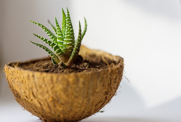 ココナッツポットの窓辺に鉢植えの花。