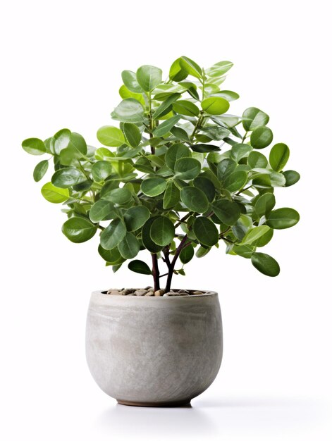 Potted green flora in a stone container on a white backdrop