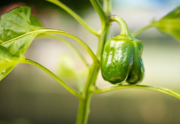 鉢植え ピーマン 丸型 野菜