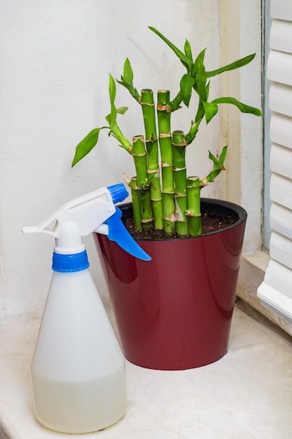 Potted green plant and atomizer close up