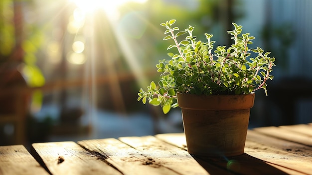 Potted herb in sunlight on wooden surface