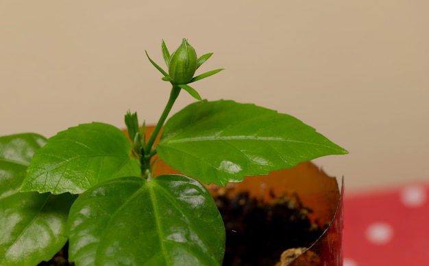 Photo potted hibiscus with a flower bud how to care for hibiscus inside