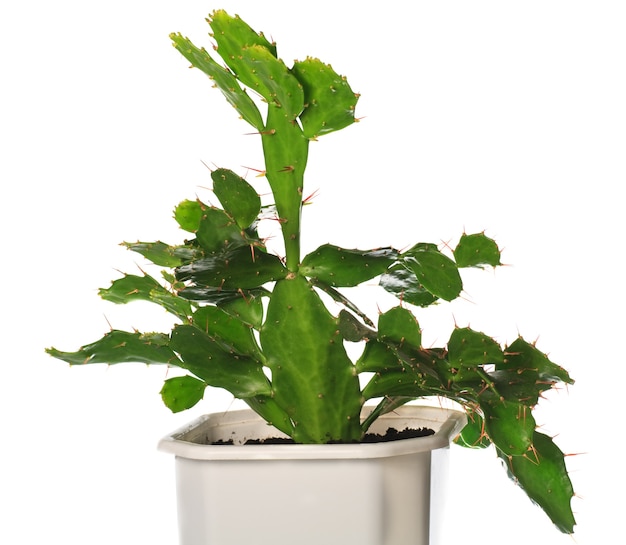 Potted home Prickly Pear Cactus (Opuntia) plant  isolated on white.