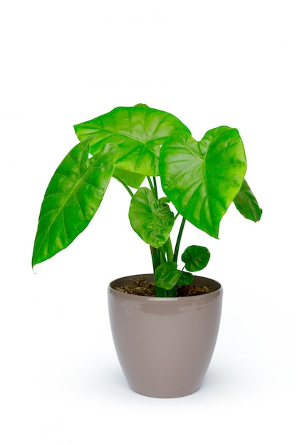 Potted house plant isolated in white background