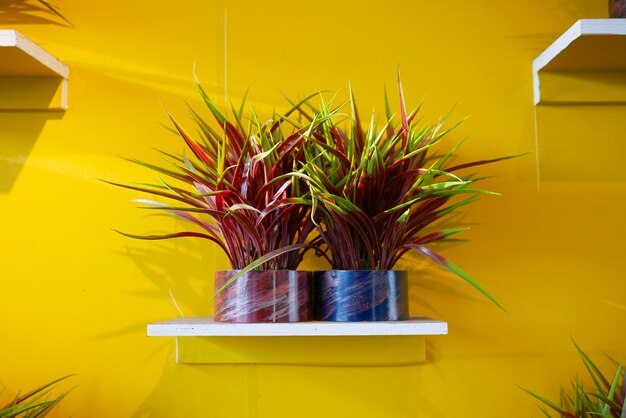 Potted house plants against yellow wall